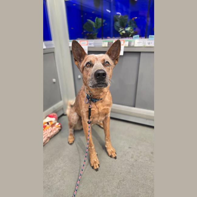 Photo of Chip