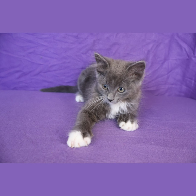 Photo of Crumpet