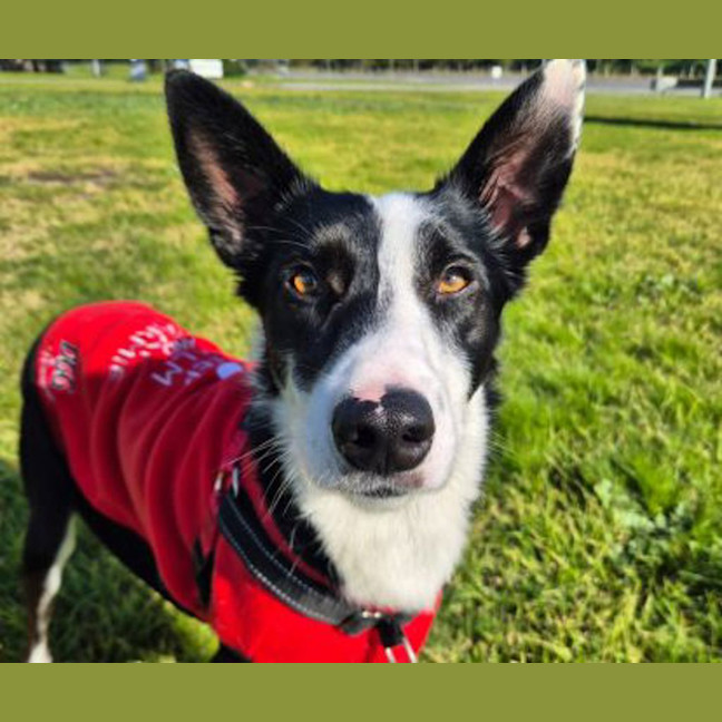 Photo of Otis