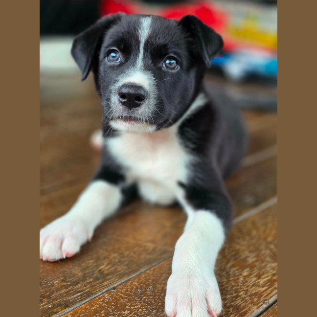 Photo of Asha
