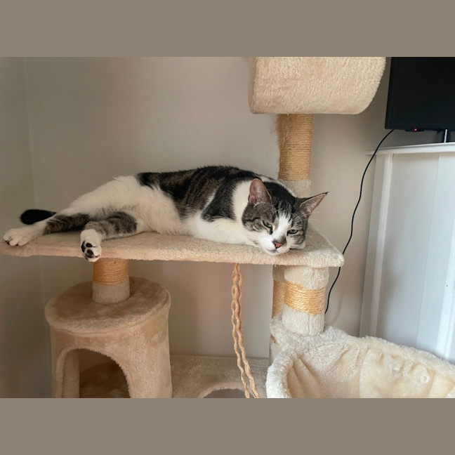 Photo of Shooshko (Shi Shi)