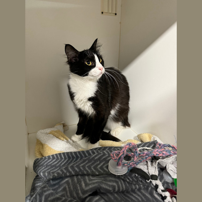 Photo of Mittenz