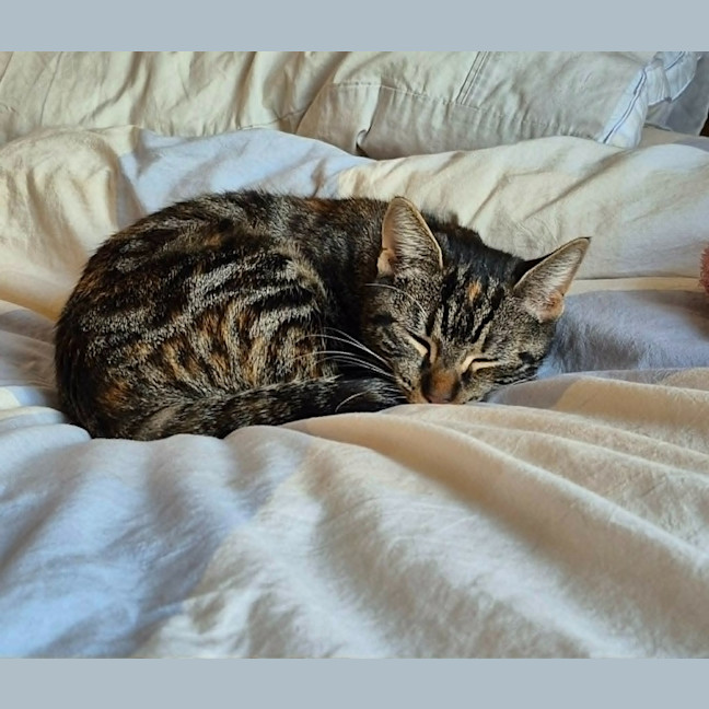 Photo of Willow