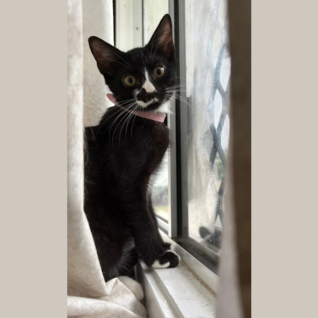 Photo of Shelby