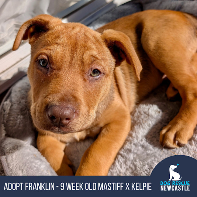 Photo of Franklin   9 Week Old Kelpie X Mastiff