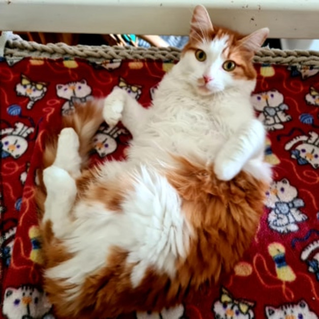 Photo of Buddy