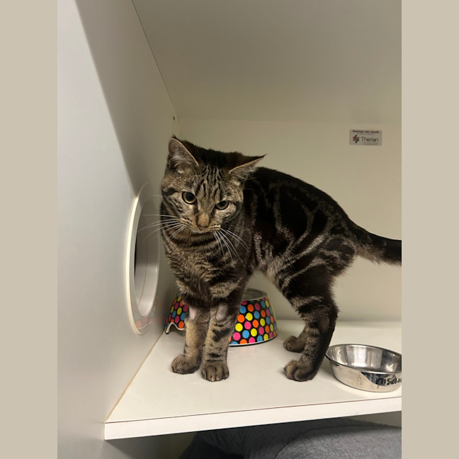 Photo of Mischief