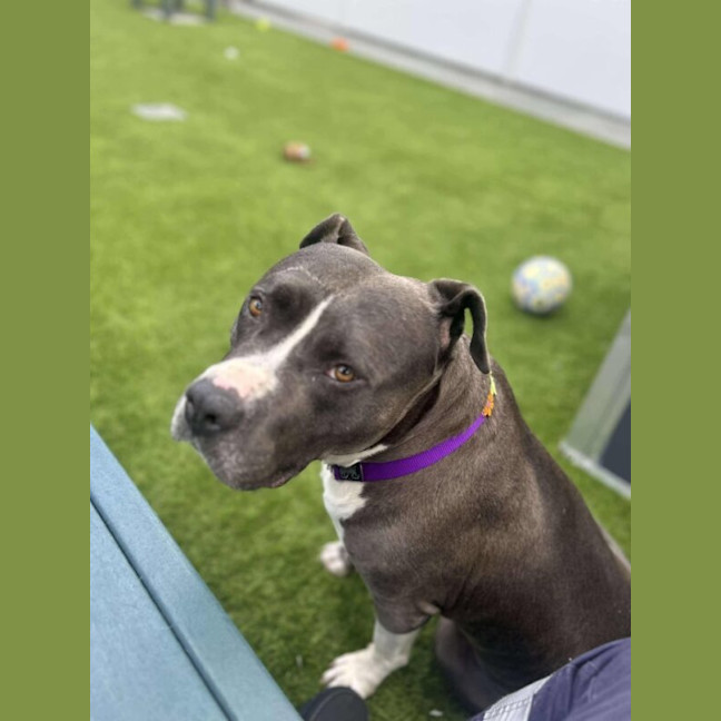 Photo of Purple