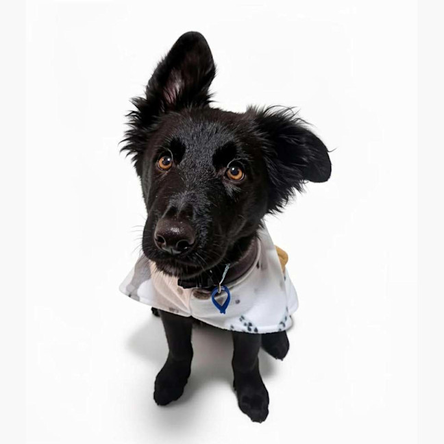 Photo of Dusty