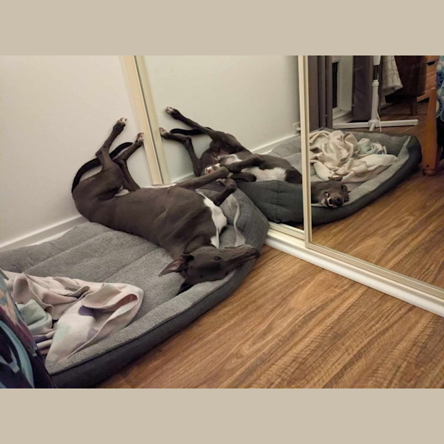 Photo of Romeo, The Greyhound