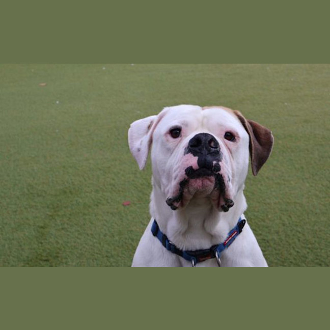 Photo of Mr. Fancy Face 