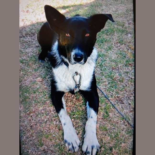 Photo of Buddy