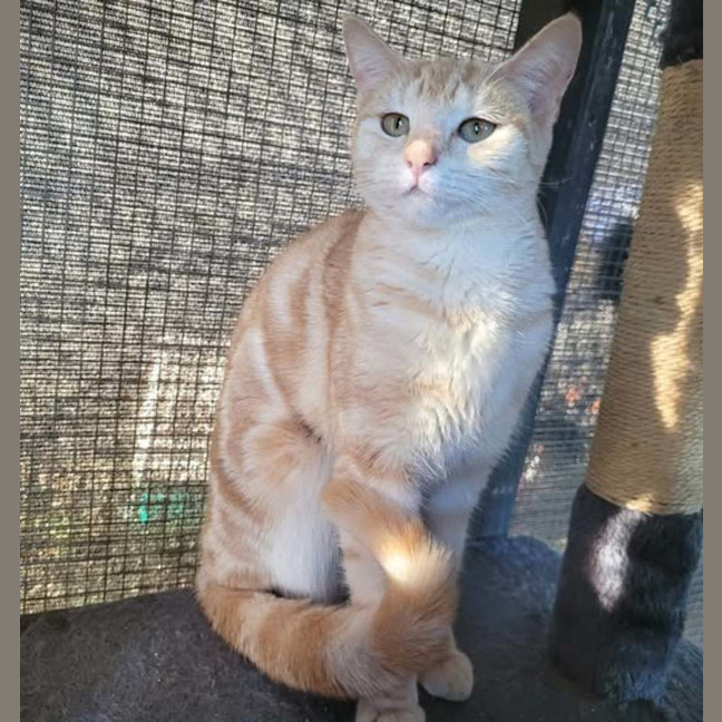 Photo of Shiro Tora 🐅