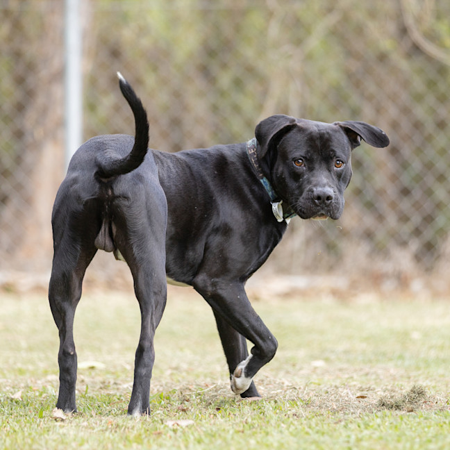 Photo of Taz