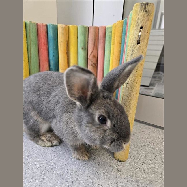 Photo of Oreo 