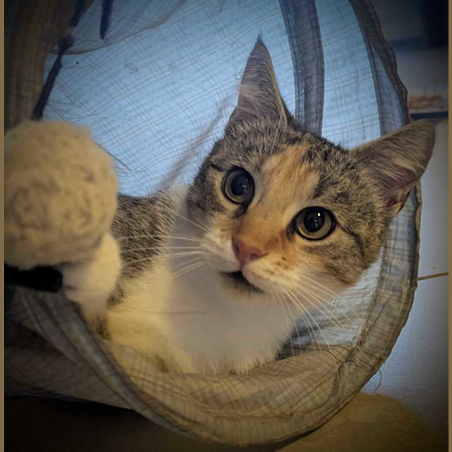 Photo of Goldie