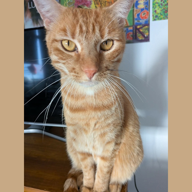 Photo of Ralphie 