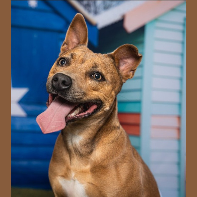 Photo of Layla
