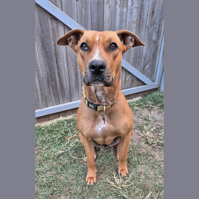 Photo of Chilli