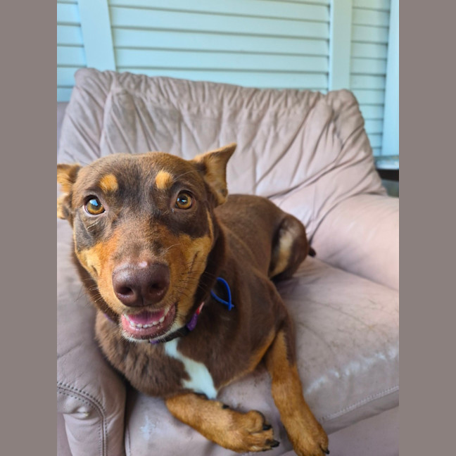 Photo of Ruby   2 Year Old Kelpie