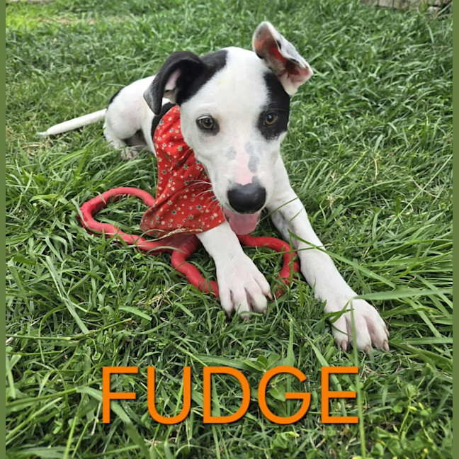 Photo of Fudge