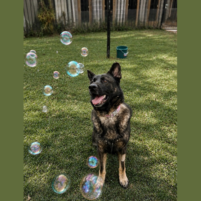 Photo of Atlas