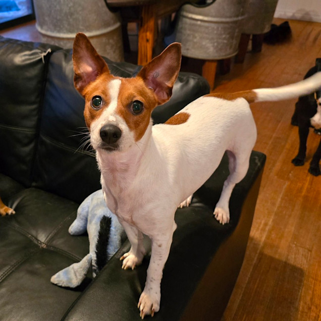 Photo of Trixie