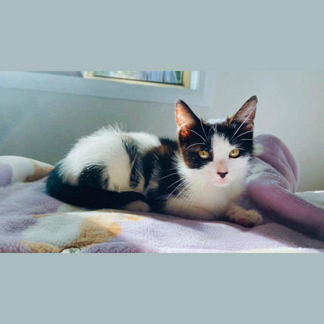 Photo of Chilli