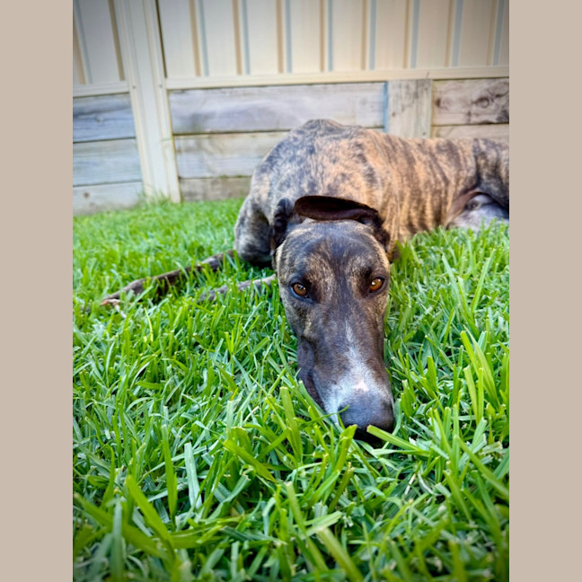 Photo of Clay, The Greyhound