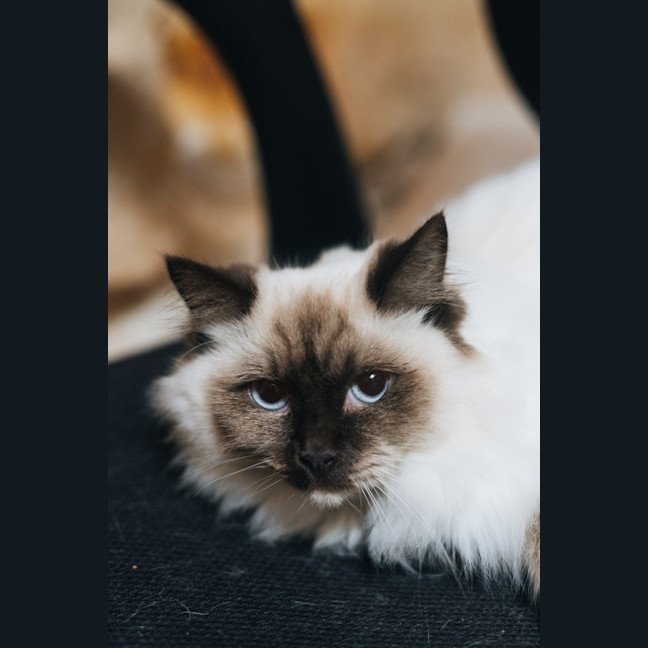 Photo of Pepper