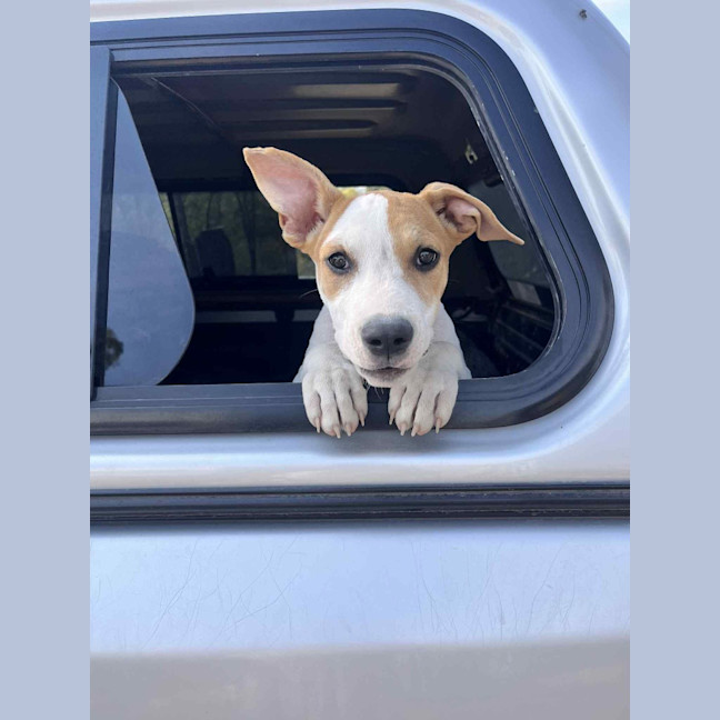 Photo of Honey (P13)