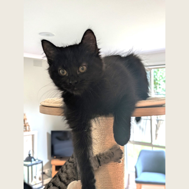 Photo of Lyra