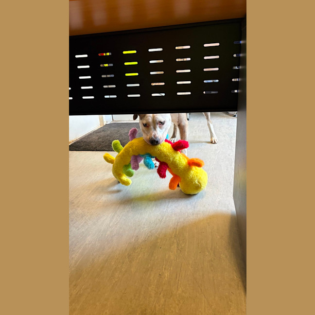 Photo of Tootsie Roll