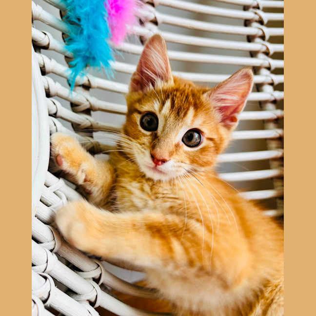 Photo of Barry