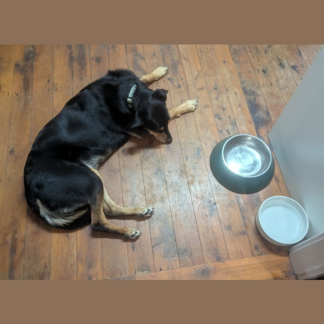 Photo of Trigger   7 Year Old Kelpie