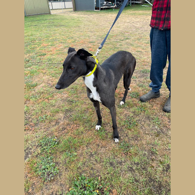 Photo of Dot