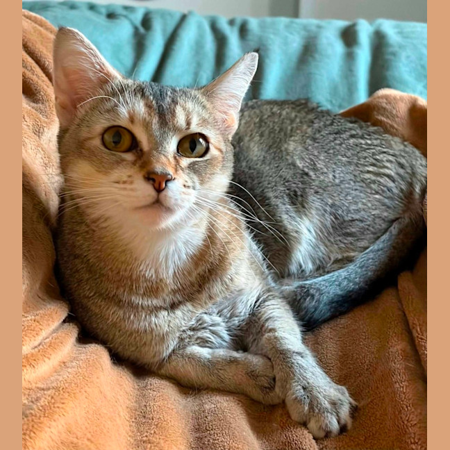 Photo of Nymeria 