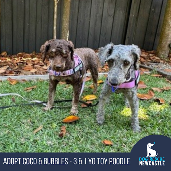 Photo of Coco & Bubbles   3 & 1 Yo Toy Poodle