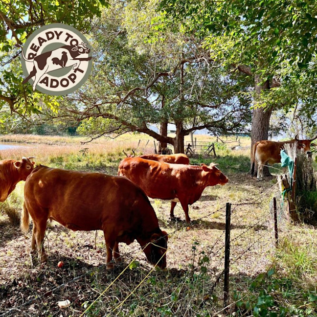 Photo of Family Of Cows