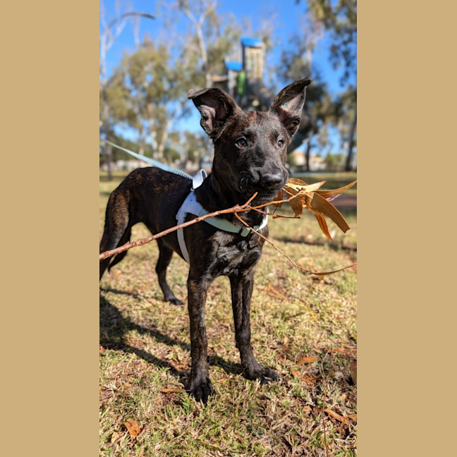 Photo of Koda