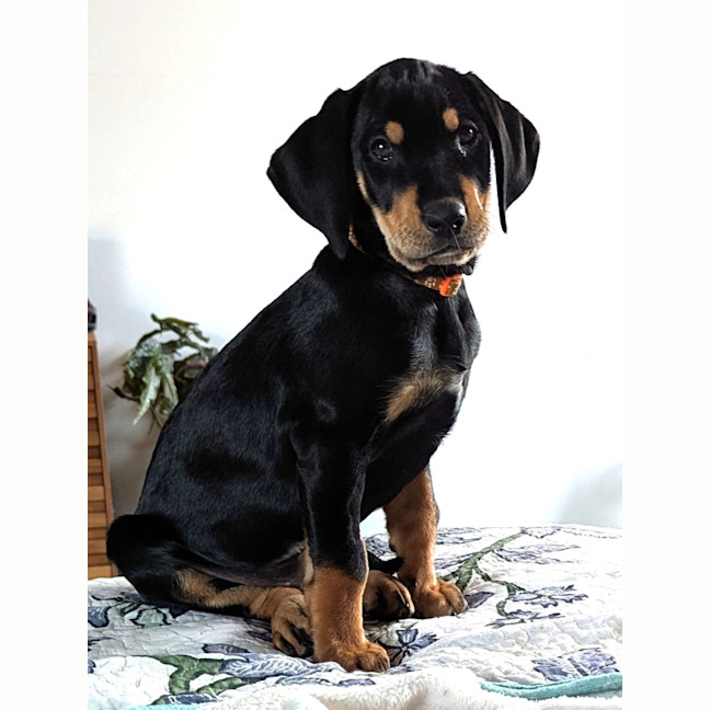 Photo of Anais Watterson