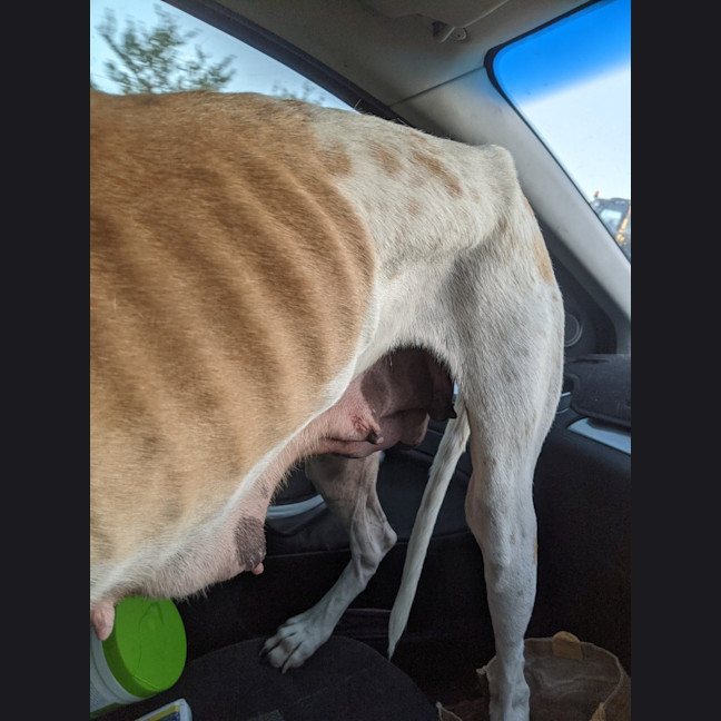 Photo of Jeena (Precious)