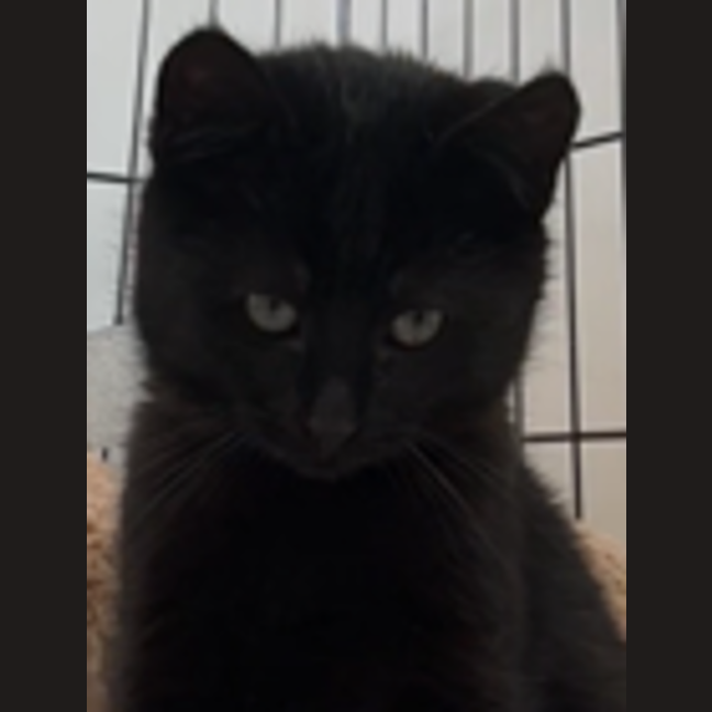 Photo of Pickles