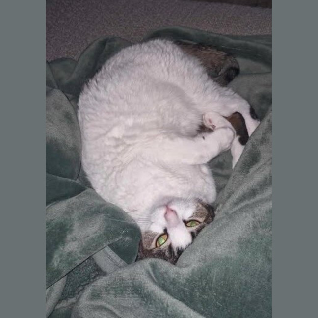 Photo of Peaches