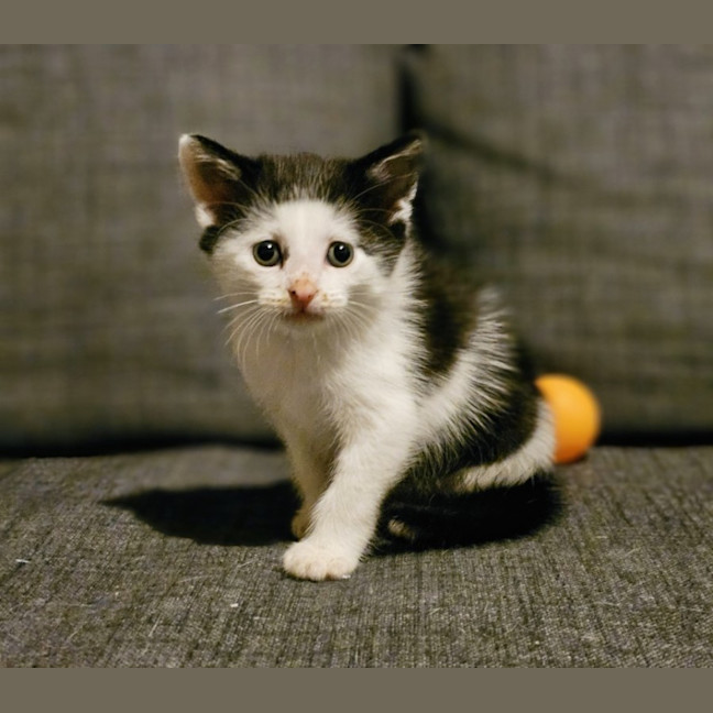 Photo of Creme