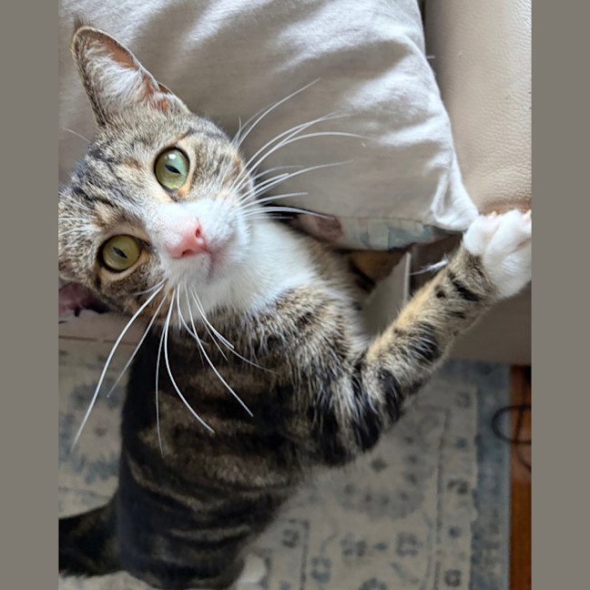 Photo of Stripes