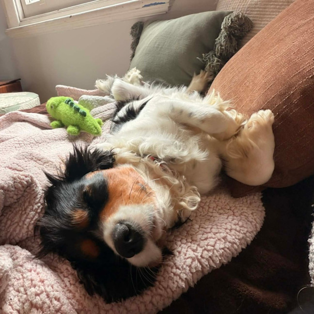 Photo of Lucky