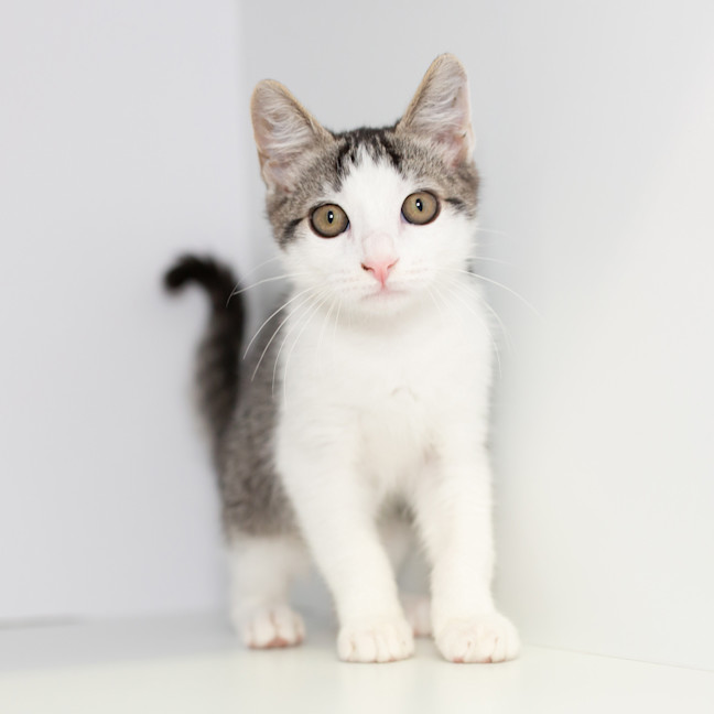 Photo of Patch