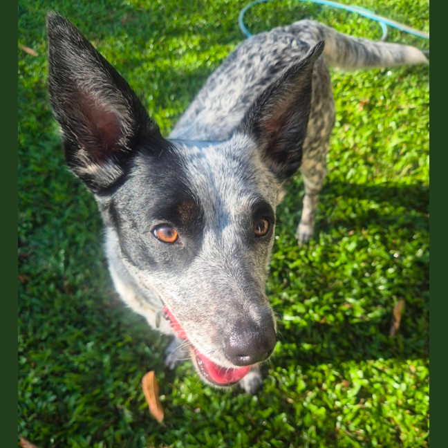 Photo of Posie