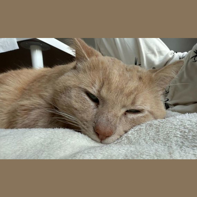 Photo of Eggnog